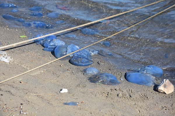 Ağustos ayından beri denizde çoğalıyorlar! Kente kimse gelmek istemiyor