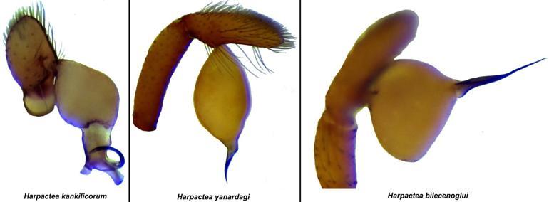 Türkiye'de 8 yeni örümcek türü keşfedildi