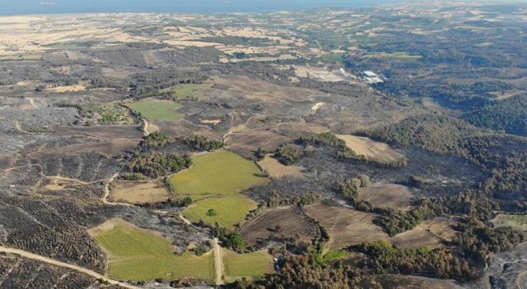 Çanakkale'deki 3 büyük orman yangını ile ilgili korkunç bilanço