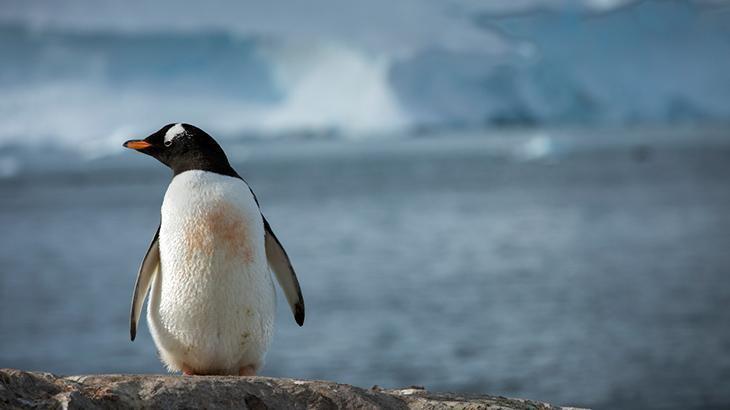 Bazı penguenler yumurtalarını beklerken ‘dört saniyelik mikro uykularla dinleniyor’