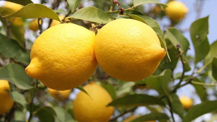 Limonda bin TL ihracat teşviki üreticiyi memnun etti