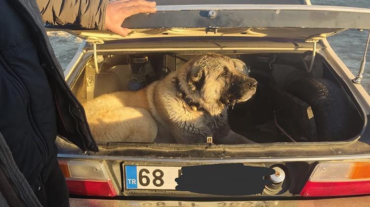 Kayseri’de köpek dövüştüren 37 kişi yakanlandı; 6 köpek kurtarıldı