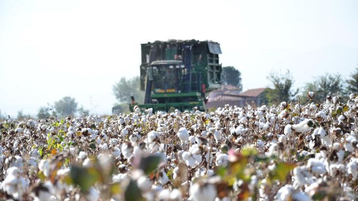 Beyaz altının hasadında geri sayım