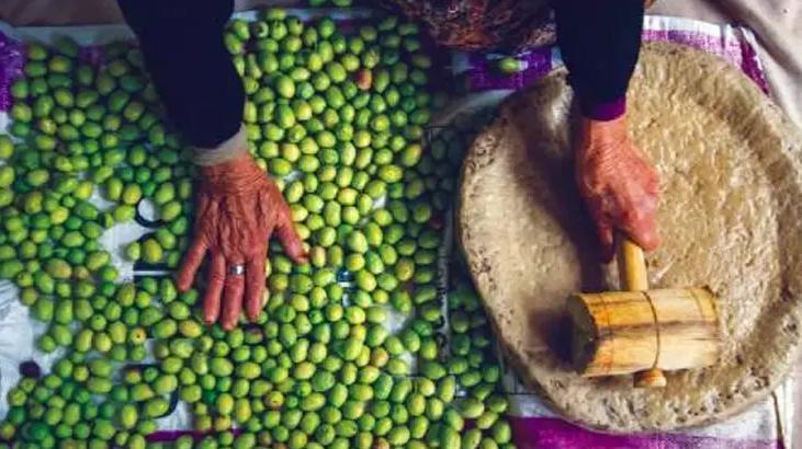 Türkiye’nin geleneksel zeytin yetiştiriciliği UNESCO’ya alındı
