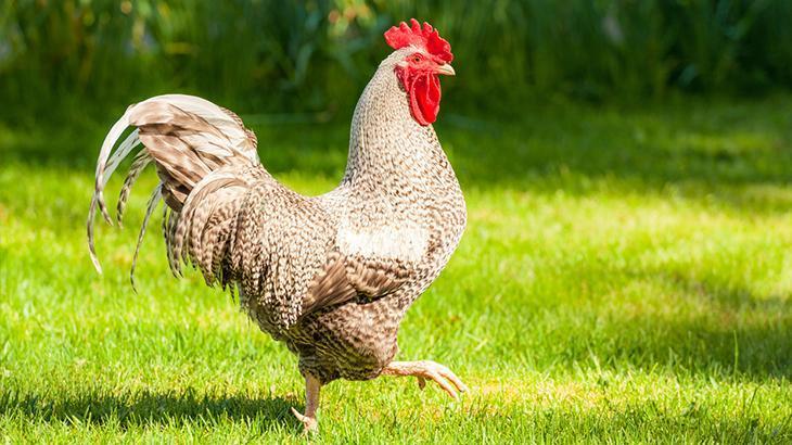 Fransa’da horozların kırsal bölgelerde ‘vakitsiz’ ötme hakkını koruyan yasa kabul edildi