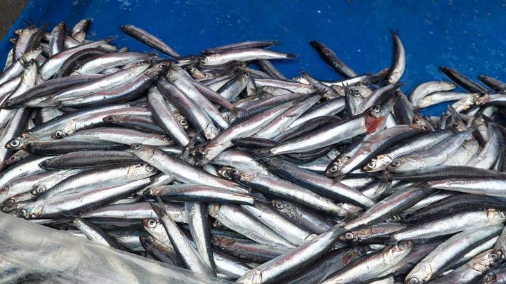 Balık fiyatlarında fırtına yükselişi!