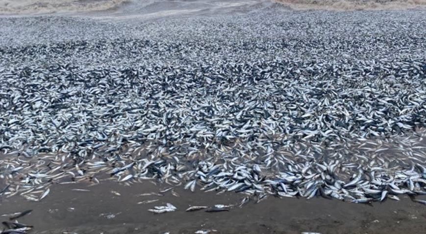 Japonya’da korkutan görüntü! Binlercesi kıyıya vurdu