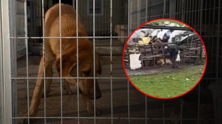 Köpeği sopayla dövdü! Ekipler yakaladı savunması şoke etti