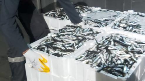 Yüzlerde kilo istavrite el konuldu : Balık avcılarına 74 bin lira ceza