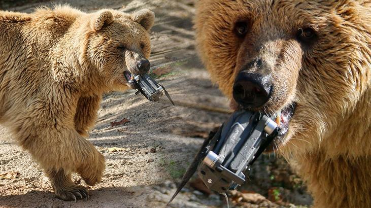 Su havuzuna düşen dronu boz ayı kurtardı