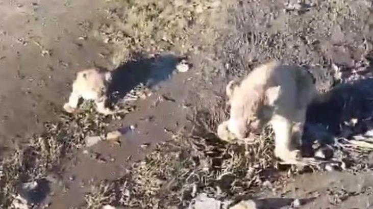 Yer: Şanlıurfa! Öğrenciler yol kenarında yavru aslan buldu