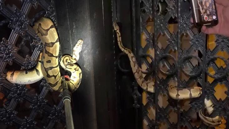 Antalya’da evin giriş kapısındaki ‘kral piton’ şoke etti