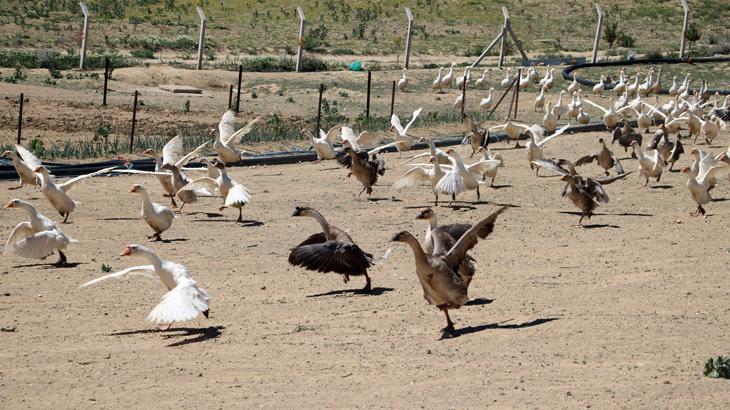 Dünya genelinde oldukça önemli düzeyde! Yüksek kazancın yolu, kaz üretimi