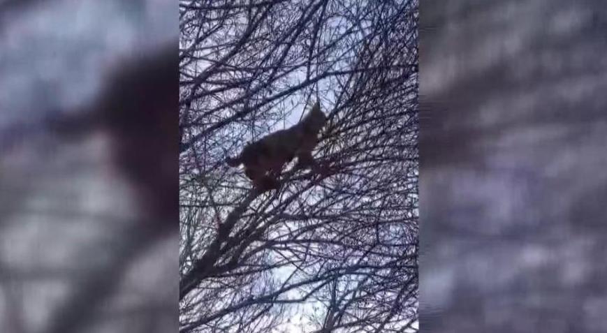 ‘Pisi pisi’ diyerek çağırdı! Şoke eden gerçeği sonradan fark etti