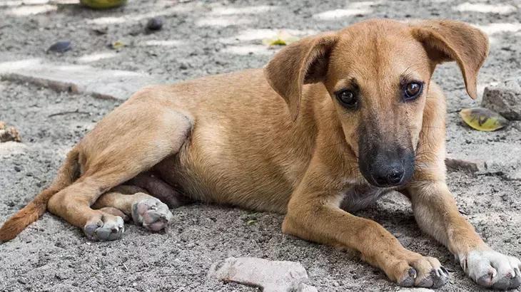 Hollanda’da köpek sahiplenmek isteyenler zorunlu kursa tabi tutulacak