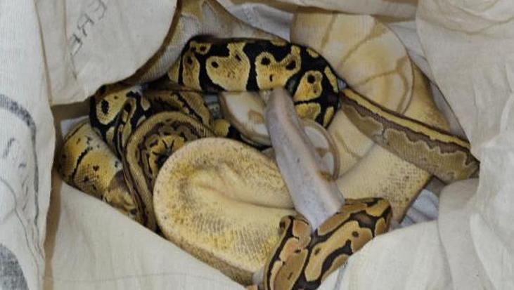 Yolcu treninde operasyon: Yatağın altından 33 piton çıktı