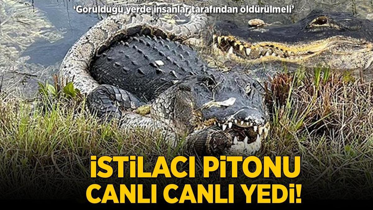 İstilacı pitonu canlı canlı yedi: ‘Görüldüğü yerde insanlar tarafından öldürülmeli’