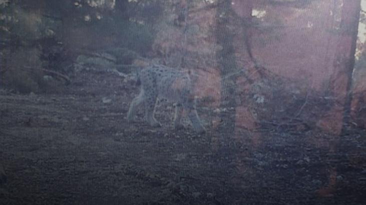 Nesli tükenmek üzere! Mersin’de fotokapana yakalandı