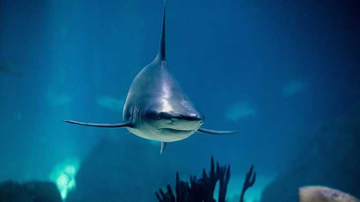 Avustralya’da köpekbalığı vahşeti!