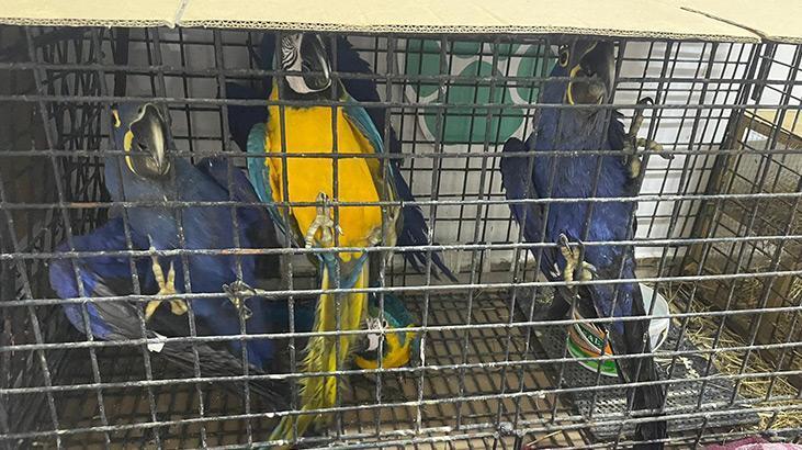 Edirne’de bir kamyonette 124 kuş ele geçirildi.