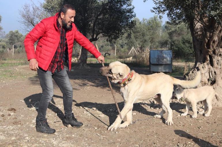 Köpek saldırısında yapmanız gereken: Kaçmayın, göz teması kurmayın