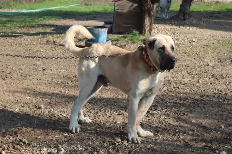 Köpek saldırısında yapmanız gereken: Kaçmayın, göz teması kurmayın