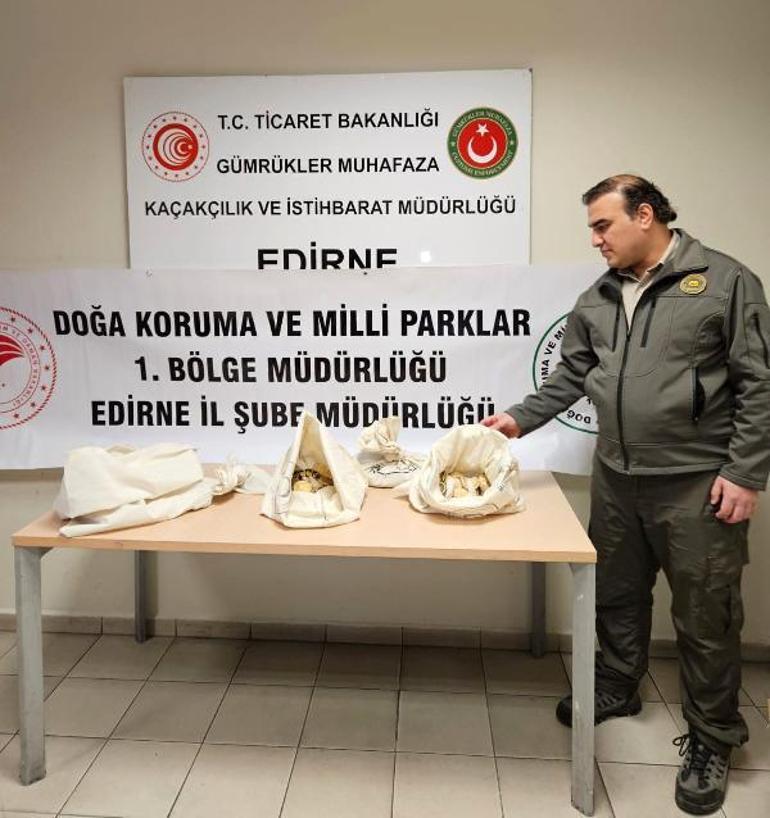 Yolcu treninde operasyon: Yatağın altından 33 piton çıktı