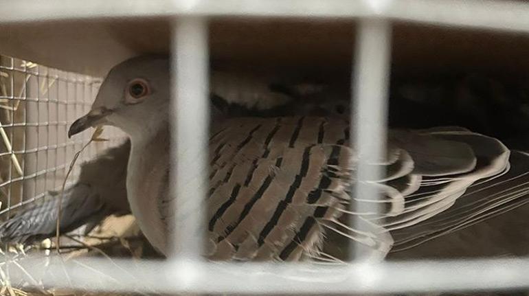 Edirne'de bir kamyonette 124 kuş ele geçirildi.