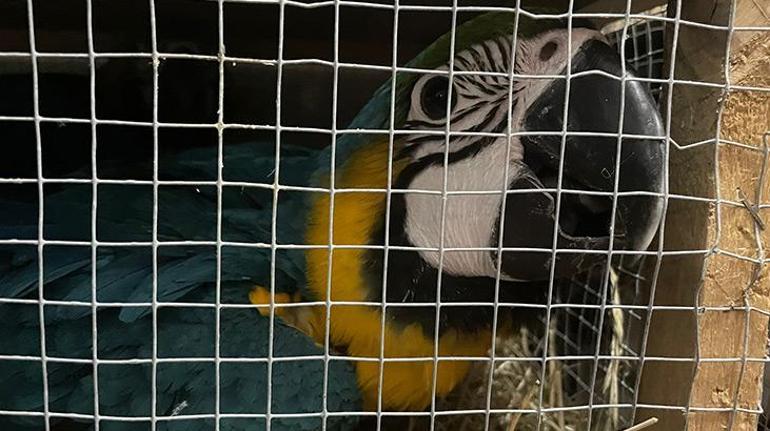 Edirne'de bir kamyonette 124 kuş ele geçirildi.