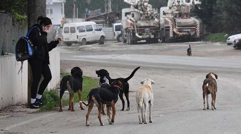 5 ilde sahipsiz köpek sayısı 100 bine dayandı: Çöplüklere atıp çözüm bulduklarını zannediyorlar