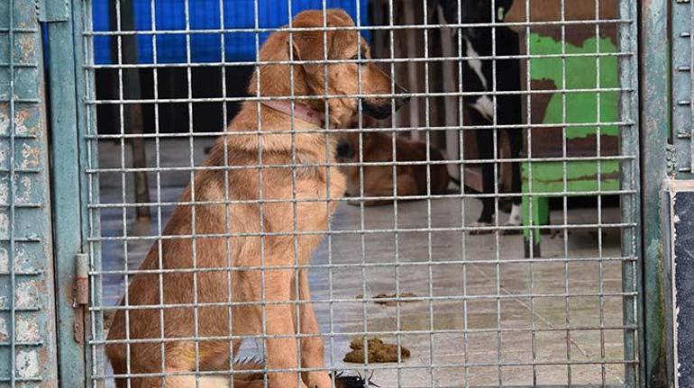 5 ilde sahipsiz köpek sayısı 100 bine dayandı: Çöplüklere atıp çözüm bulduklarını zannediyorlar