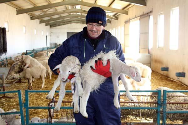 Kuzuları gören dönüp bir daha baktı! 'Üstlerine tek tek kazak ördük'