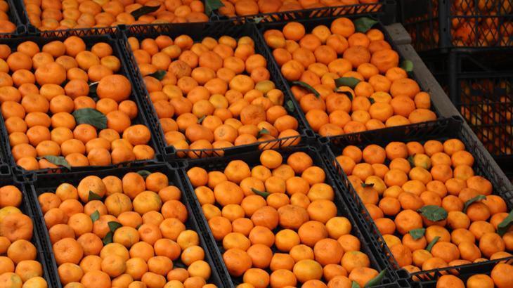 Derepazarı mandalinasında sevindiren hasat