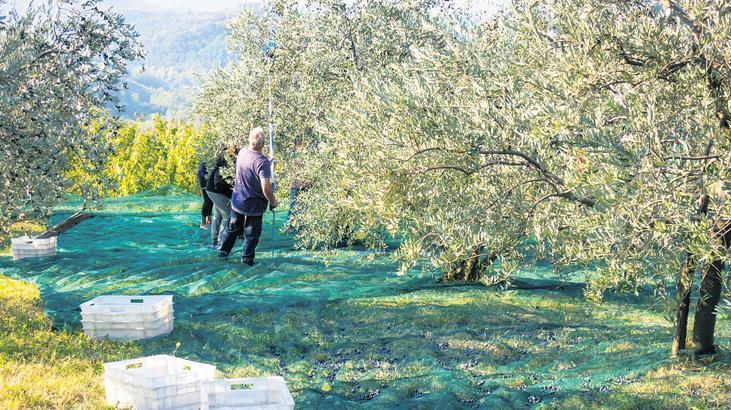 12 şehirde araştırıldı: Verimde düşüş var