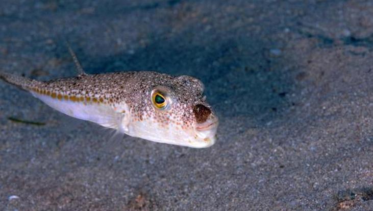 Balon balığı rota değiştirdi! ‘Tanesini 2 dolardan alıyorlar’