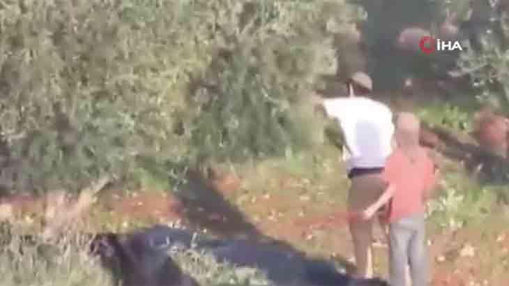 İsrail’de Yahudi yerleşimciler Filistinlilere ait zeytinleri çaldı