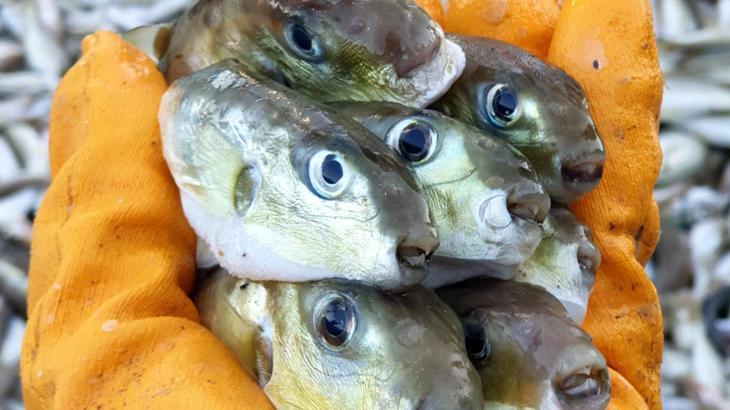 14 milyon balon balığının ekosisteme girişi engellendi