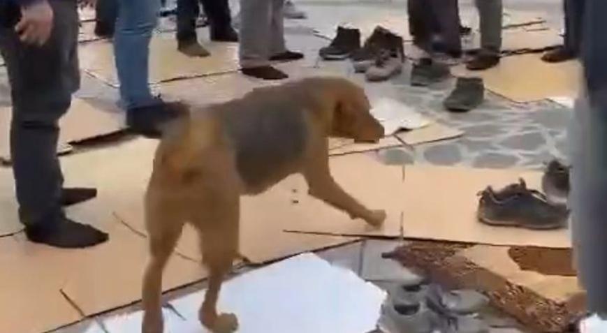 Kavga eden köpekler cemaatin arasını daldı! Saniye saniye kaydedildi