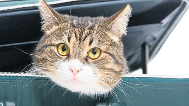 Can dostlar için seyahat kolaylığı