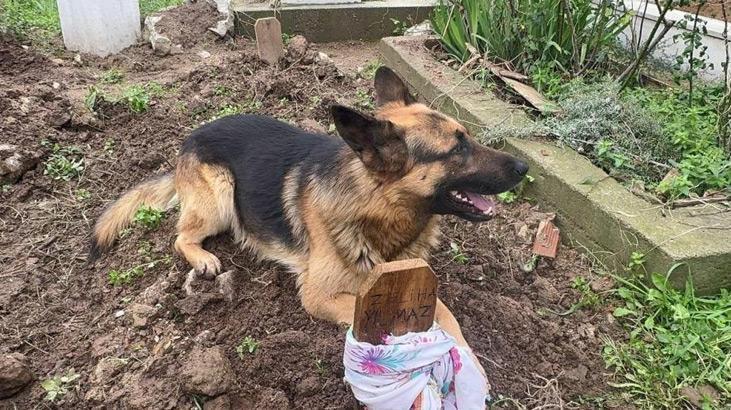 52 gün önce sahibi öldü, Poli mezarın başından ayrılmıyor