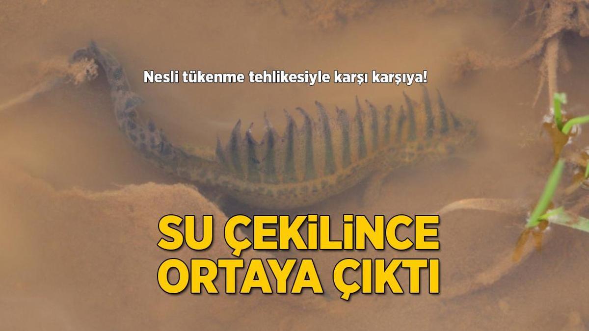 Nesli tükenme tehlikesiyle karşı karşıya! Göletten su çekilince ortaya çıktı