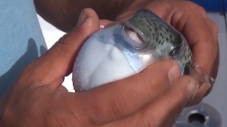 Ölümcül balon balığı rotayı Marmara’ya çevirdi! Nisan ayı uyarısı