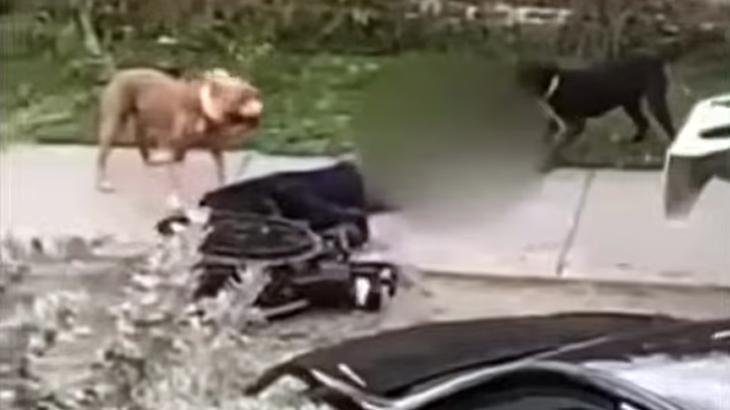 Pitbull dehşeti! Tekerlekli sandalyeli adamı düşürüp ısırmaya başladılar