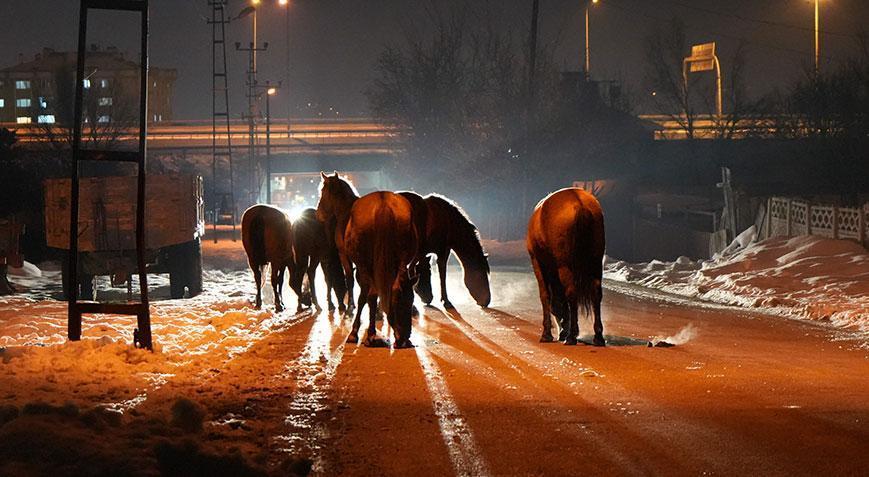 Ekipleri harekete geçiren görüntü! Şehir merkezine indiler
