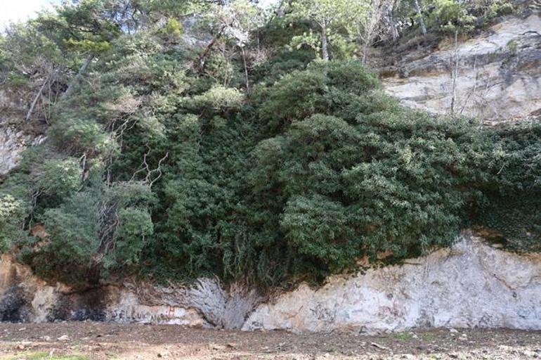 Tam 4 bin yıllık, boyu 20 metre! Gören hayran kalıyor