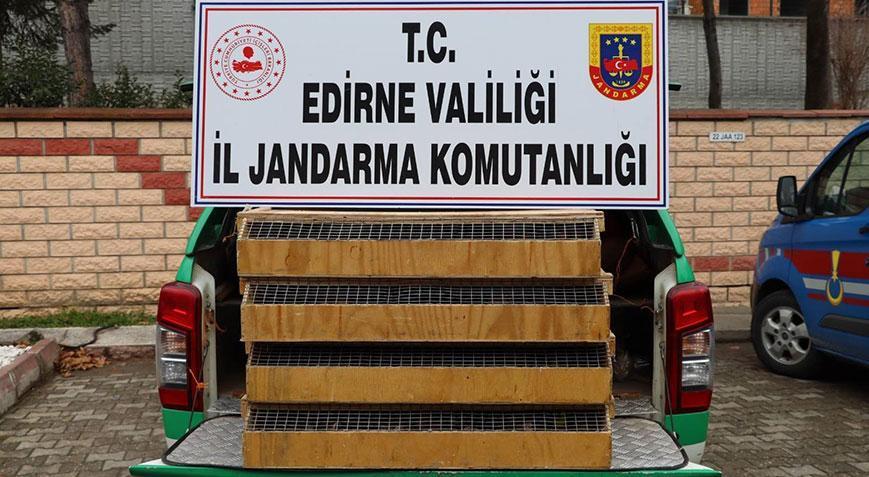 Otobüste 589 kuş ele geçirildi! Sürücüye 4 milyon lira ceza