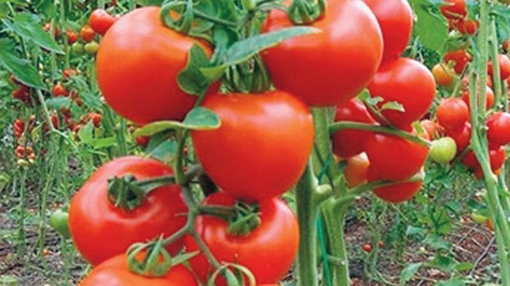 Seralar ihracata çalıştı