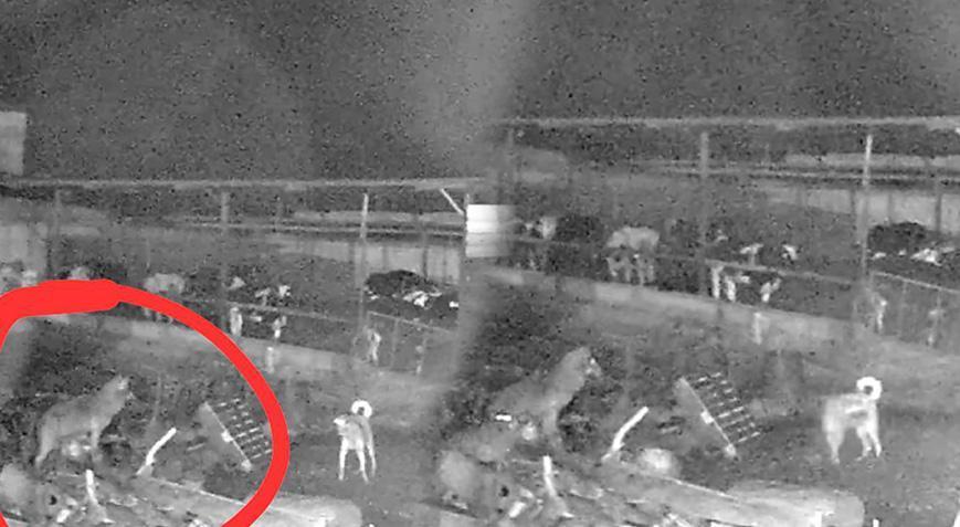 Edirne’de kurt dehşeti! 10 koyunu telef ettiler