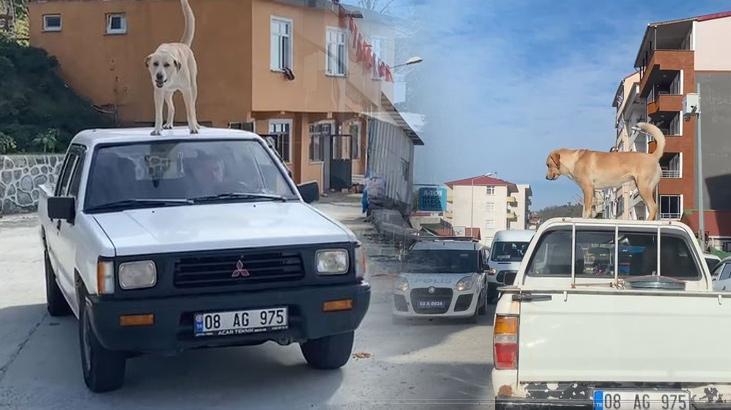 Görenleri şaşırtan manzara! Adrenalin tutkunu köpek olarak tanınıyor