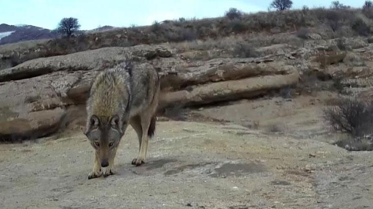 Sivas’ta ‘canavar’ olarak adlandırılan kurt görüntülendi